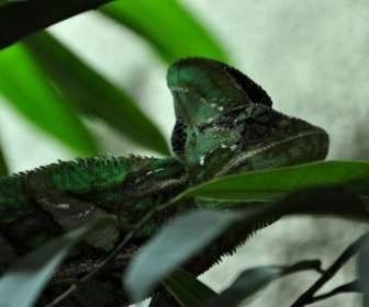 Chameleon Reptile Animal