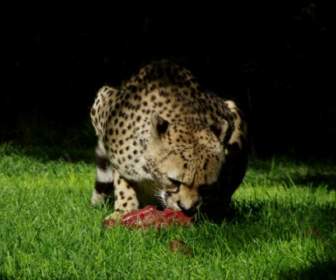 非洲獵豹捕食