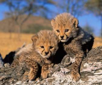 ลูกเสือชีตาห์วอลล์เปเปอร์สัตว์ Cheetahs