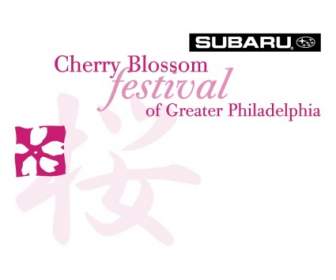 Kirsche Bloss Festival Der Großraum Philadelphia