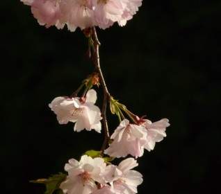 Kirschblüte Blume Baum