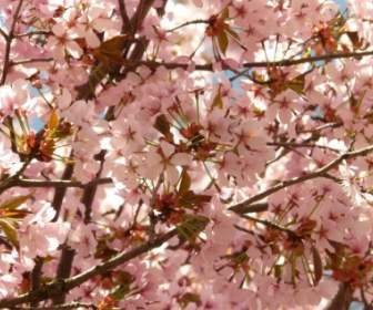 Cherry Blossom Flower Tree