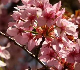 櫻花盛開的花樹