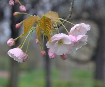 Bunga-bunga Cherry Blossom Pink