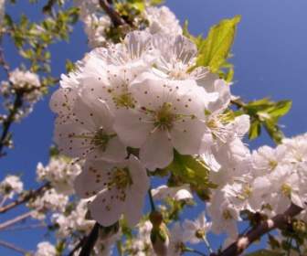 Primavera De Flores De Cerejeira