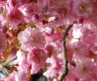 cherry blossom red spring