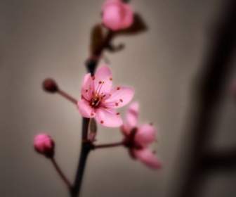 Cherry Blossom Spring Pink