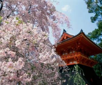 Cerisiers Temple Wallpaper Japon Monde