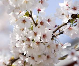 Cerisiers En Fleurs Fond D'écran Fleurs Nature