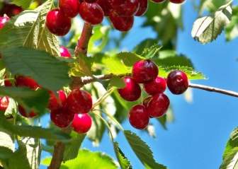 Cherry Fruit Cherries