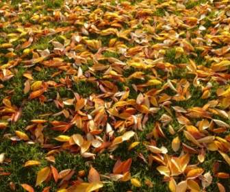 cherry sheets leaves autumn