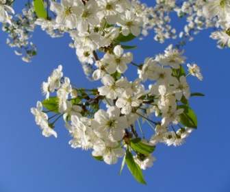 Cherry Tree Blossom Blossoms