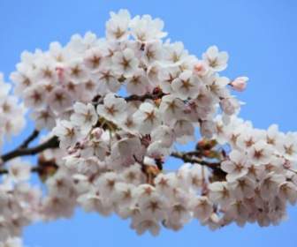 櫻桃樹開花