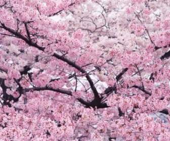 高精細溶融画像に桜の木
