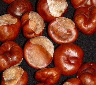 Chestnut Nut Brown