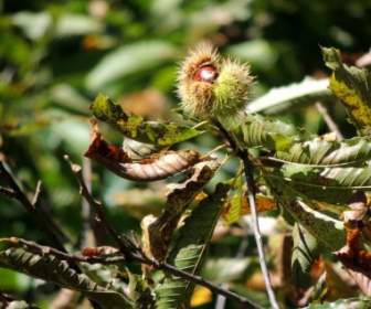 chestnut open autumn