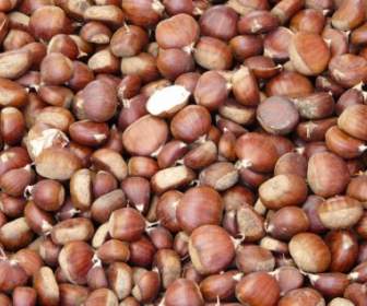 Chestnut Castanea Berangan Sativa