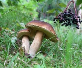 chestnuts mushrooms nature