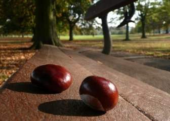 Chestnuts On The Bench