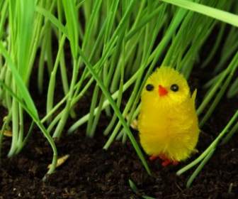 Chick In Grass