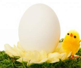 Huhn Und Ei