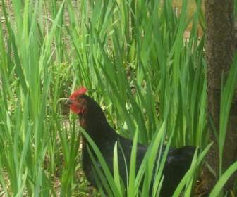 Chicken In Tall Grass