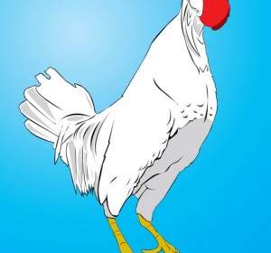 Ayam Vektor