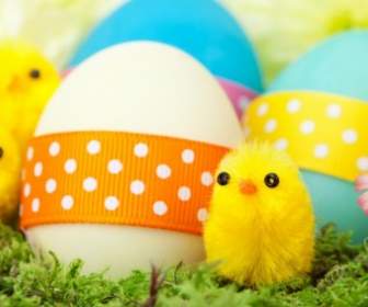 Chicks And Easter Eggs