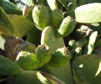 Chile Cactus Prickly Pear