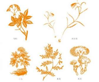 Trung Quốc Herbal Medicine Angelica Chuanbei Thirtyseven Xương Cựa Linh Chi Lucidum Vector