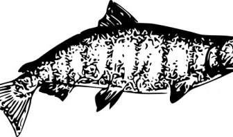 奇努克鮭魚剪貼畫