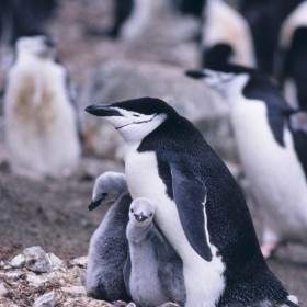 Zügelpinguin Pinguin Pinguine Mutter