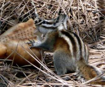 다람쥐 동물 자연