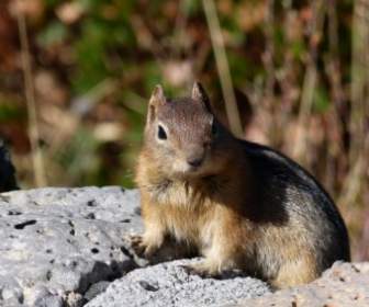 다람쥐 야생 생활 자연