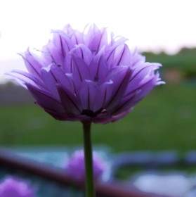Chive Blossom