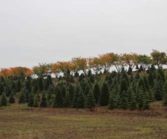 Pertanian Pohon Natal