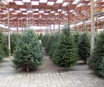 Pohon Natal Dijual