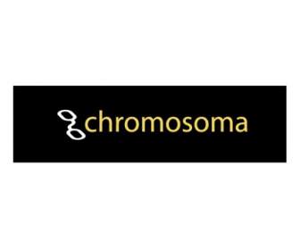 Chromosoma
