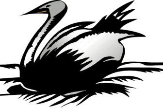 Cigno картинки