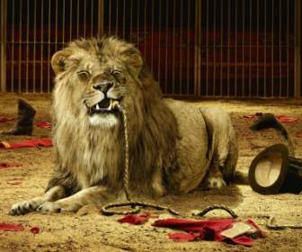 Circus Lion Wallpaper Big Cats Animals