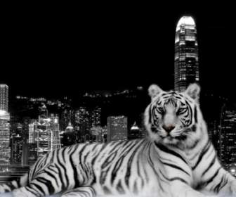 Tigre Cidade Papel De Parede Animais De Tigres