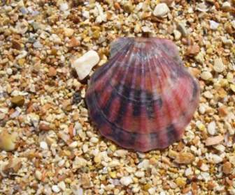 Clam Shell Seashell