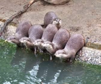 clawed otter water pets