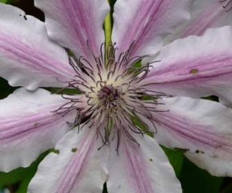 Clematis Flower Pink