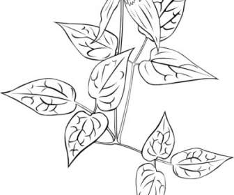 Clematide Occidentalis Delineare ClipArt