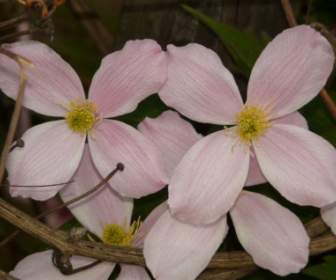 Clematis Plant Flower