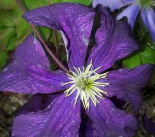 Clematis Purple Flower