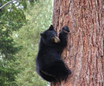 climbing bear tree