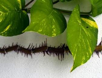 등산 식물 흰 벽