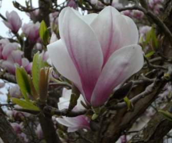 Dekat Magnolia Bunga